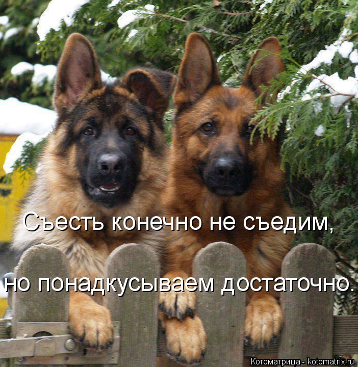 Котоматрица: Съесть конечно не съедим, но понадкусываем достаточно.