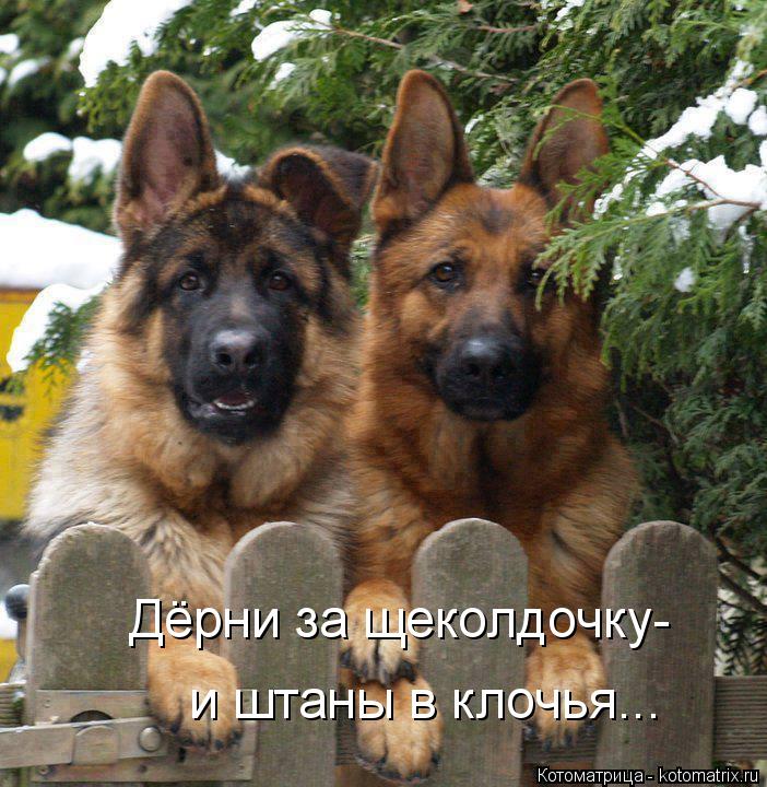 Котоматрица: Дёрни за щеколдочку- и штаны в клочья...
