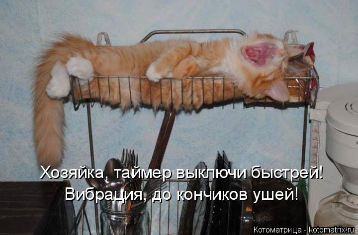 Котоматрица: Хозяйка, таймер выключи быстрей! Вибрация, до кончиков ушей!