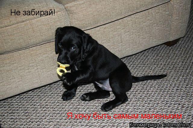 Котоматрица: Не забирай! Я хочу быть самым маленьким