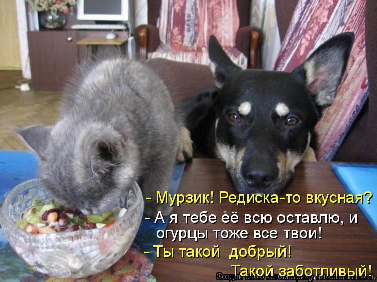 Котоматрица: - Мурзик! Редиска-то вкусная? - А я тебе её всю оставлю, и огурцы тоже все твои! - Ты такой  добрый! Такой заботливый!