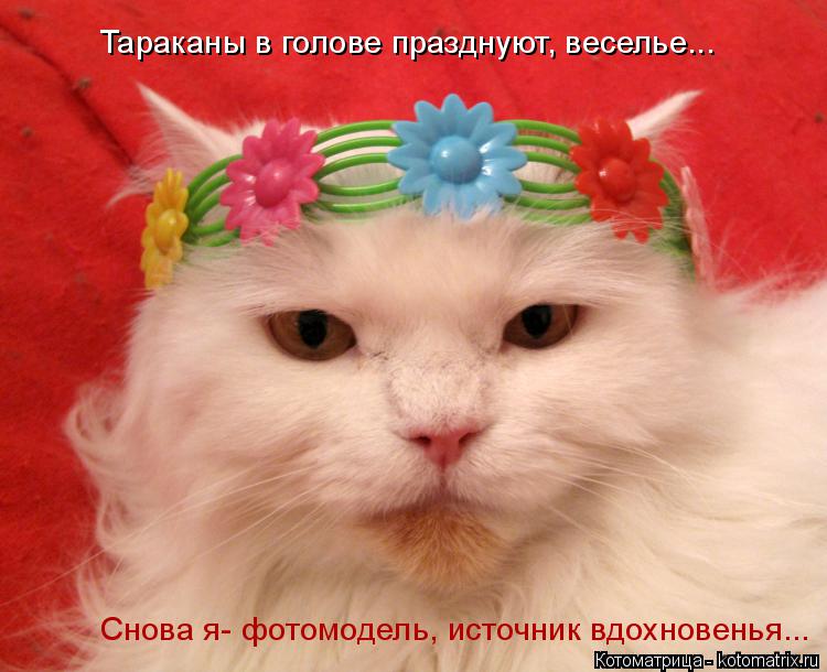 Котоматрица: Тараканы в голове празднуют, веселье...  Снова я- фотомодель, источник вдохновенья...
