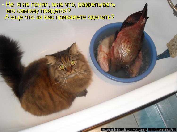Котоматрица: - Не, я не понял, мне что, разделывать его самому придётся? А ещё что за вас прикажете сделать?