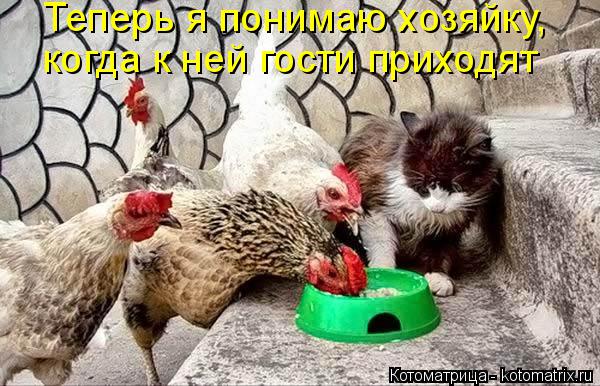 Котоматрица: Теперь я понимаю хозяйку, когда к ней гости приходят