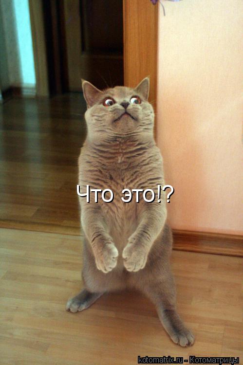 Котоматрица: Что это!?
