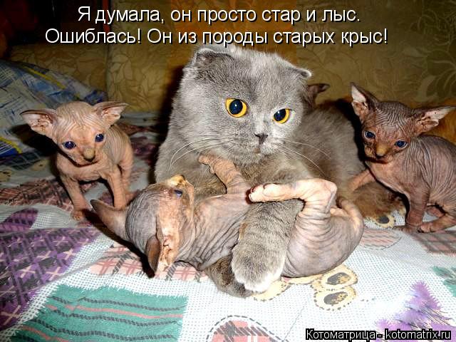 Котоматрица: Я думала, он просто стар и лыс. Ошиблась! Он из породы старых крыс!