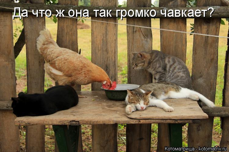 Котоматрица: Да что ж она так громко чавкает?