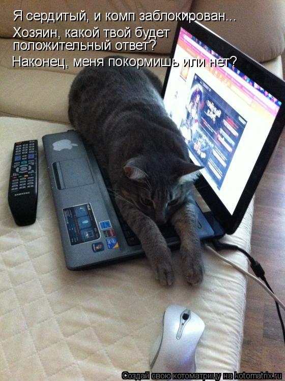 Котоматрица: Я сердитый, и комп заблокирован... Хозяин, какой твой будет  положительный ответ? Наконец, меня покормишь или нет?