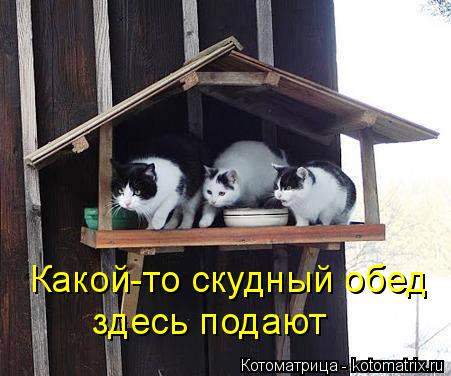 Котоматрица: Какой-то скудный обед здесь подают