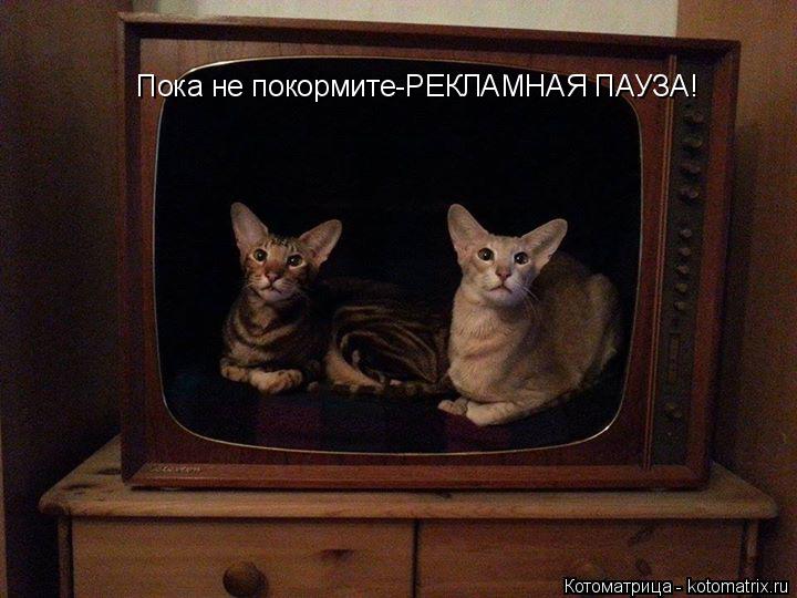 Пока не покормите-РЕКЛАМНАЯ ПАУЗА!... Котоматрица: Пока не покормите-РЕКЛАМНАЯ ПАУЗА!