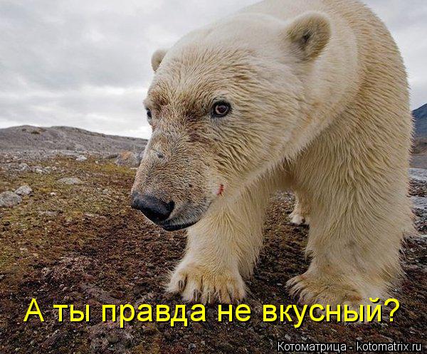 Котоматрица: А ты правда не вкусный?