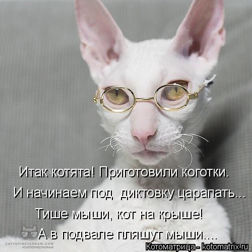 Котоматрица: Итак котята! Приготовили коготки. И начинаем под  диктовку царапать... Тише мыши, кот на крыше! А в подвале пляшут мыши....
