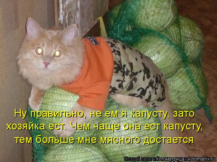 Котоматрица: Ну правильно, не ем я капусту, зато хозяйка ест. Чем чаще она ест капусту, тем больше мне мясного достается