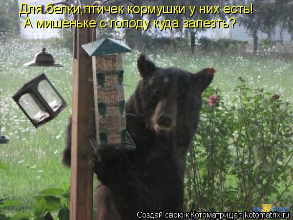 А мишеньке с голоду куда залезть? Для белки,птичек кормушки у них есть!... Котоматрица: А мишеньке с голоду куда залезть? Для белки,птичек кормушки у них есть!