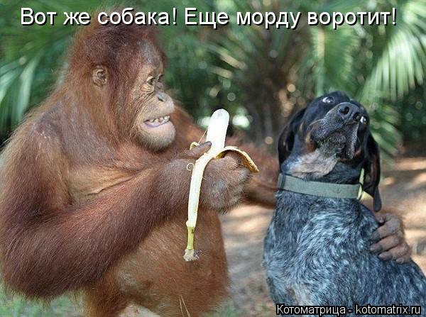 Котоматрица: Вот же собака! Еще морду воротит!