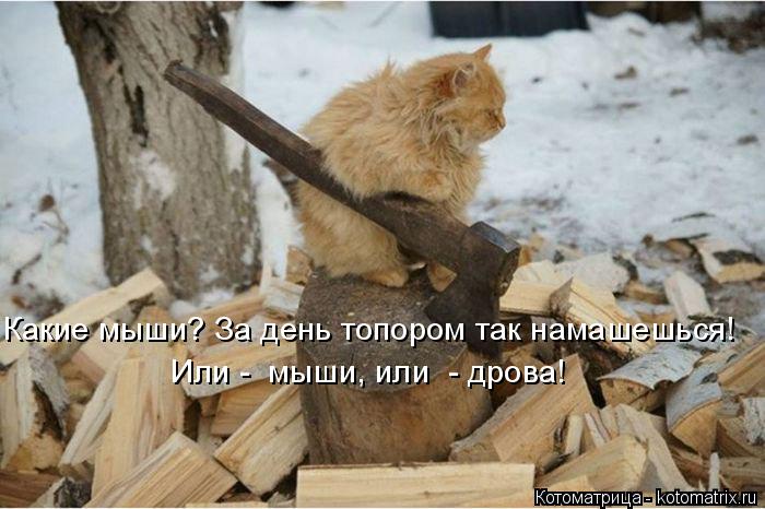 Котоматрица: Какие мыши? За день топором так намашешься! Или -  мыши, или  - дрова!