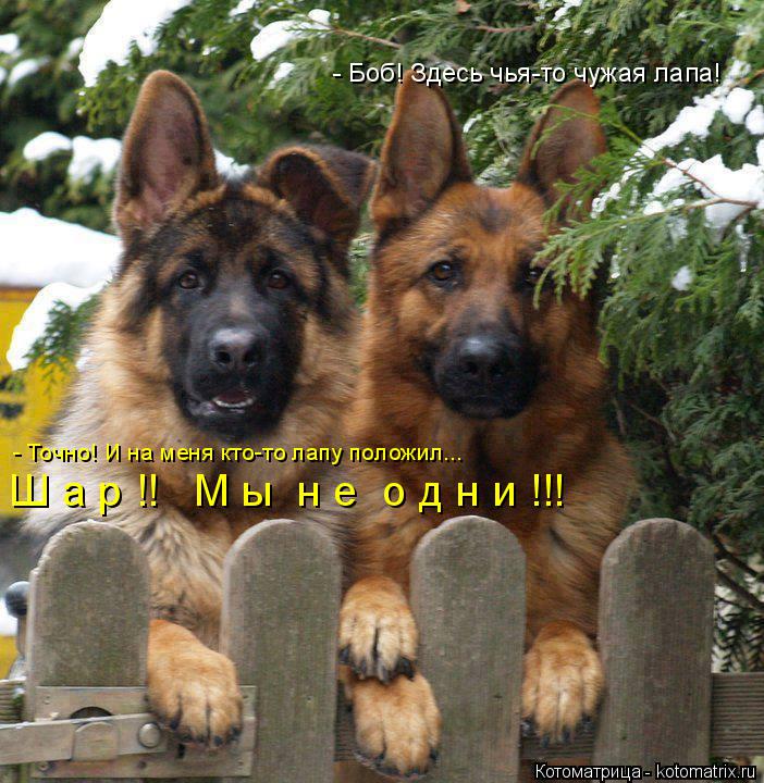 Котоматрица: - Точно! И на меня кто-то лапу положил... - Боб! Здесь чья-то чужая лапа! Ш а р !!   М ы  н е  о д н и !!!