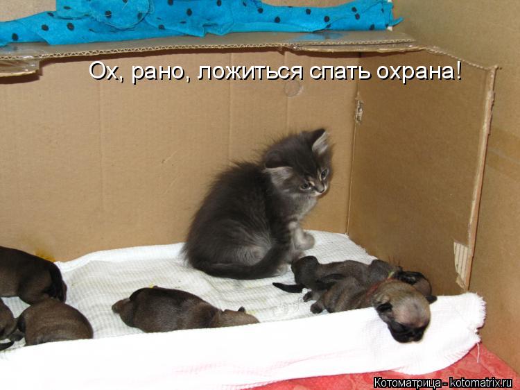 Котоматрица: Ох, рано, ложиться спать охрана!