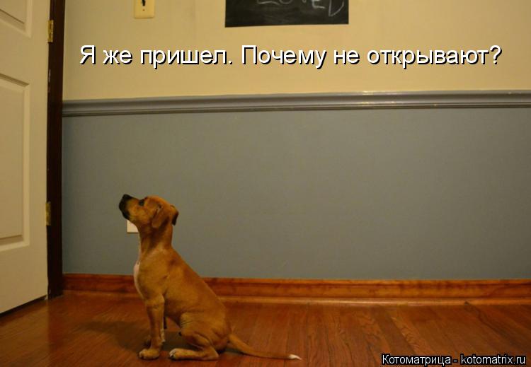 Котоматрица: Я же пришел. Почему не открывают?