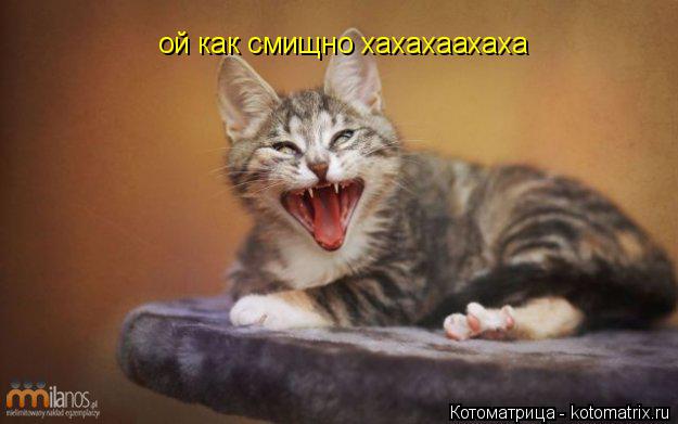 Котоматрица: ой как смищно хахахаахаха