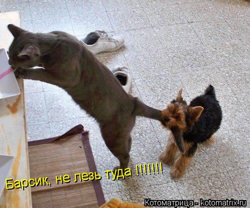 Котоматрица: Барсик, не лезь туда !!!!!!!