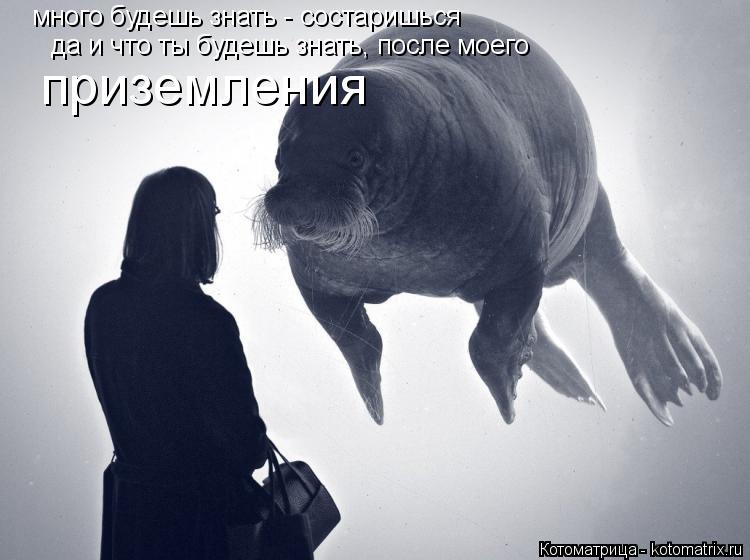 Котоматрица: много будешь знать - состаришься да и что ты будешь знать, после моего приземления