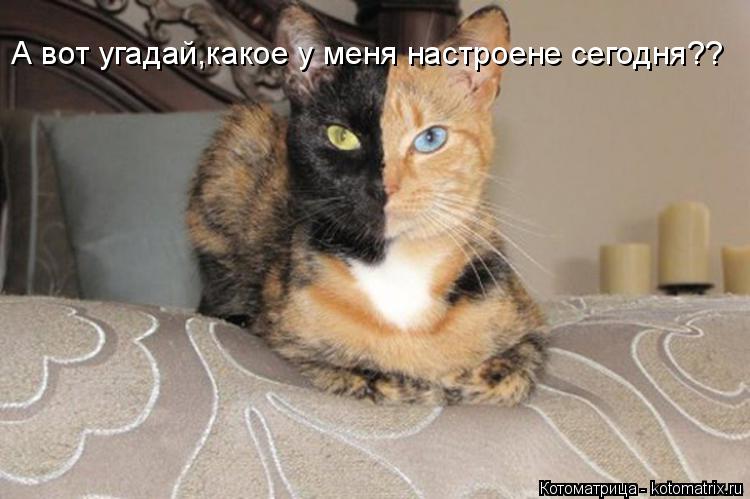 Котоматрица: А вот угадай,какое у меня настроене сегодня??
