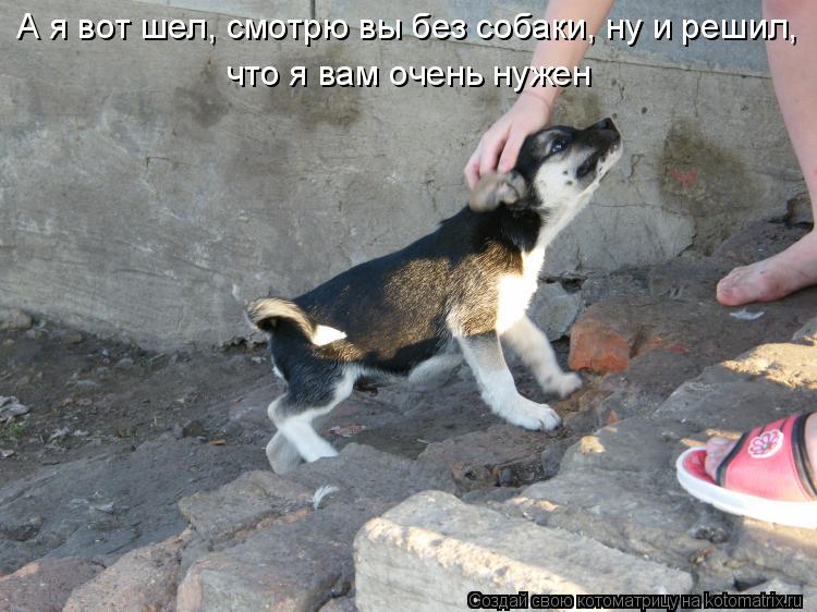 Котоматрица: А я вот шел, смотрю вы без собаки, ну и решил, что я вам очень нужен