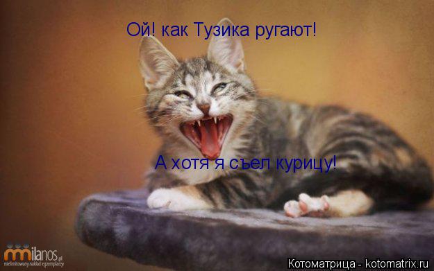 Котоматрица: Ой! как Тузика ругают! А хотя я съел курицу!