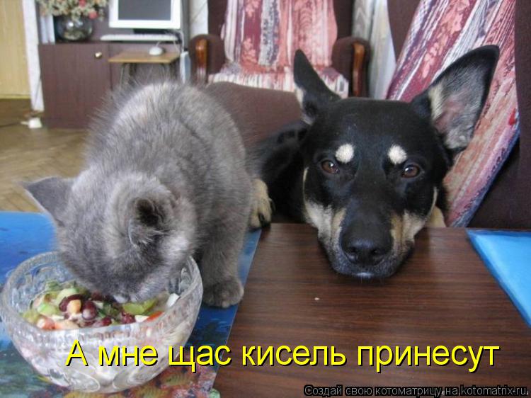 Котоматрица: А мне щас кисель принесут