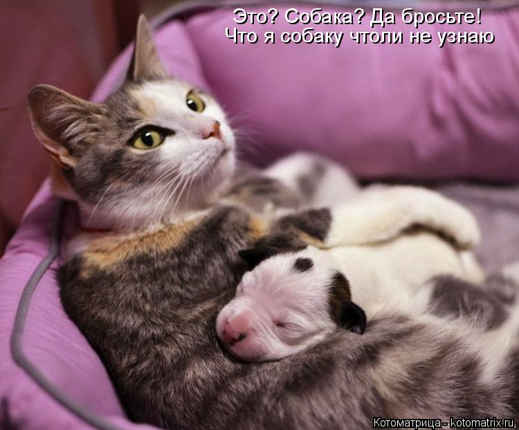 Котоматрица: Это? Собака? Да бросьте! Что я собаку чтоли не узнаю