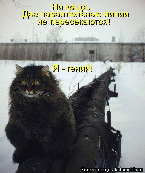 Котоматрица: Ни когда. Две параллельные линии  не пересекаются! Я - гений!