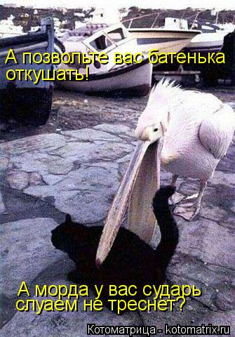 Котоматрица: А позвольте вас батенька откушать! А морда у вас сударь слуаем не треснет?