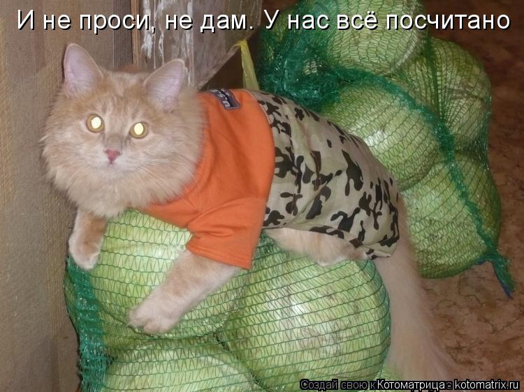 Котоматрица: И не проси, не дам. У нас всё посчитано