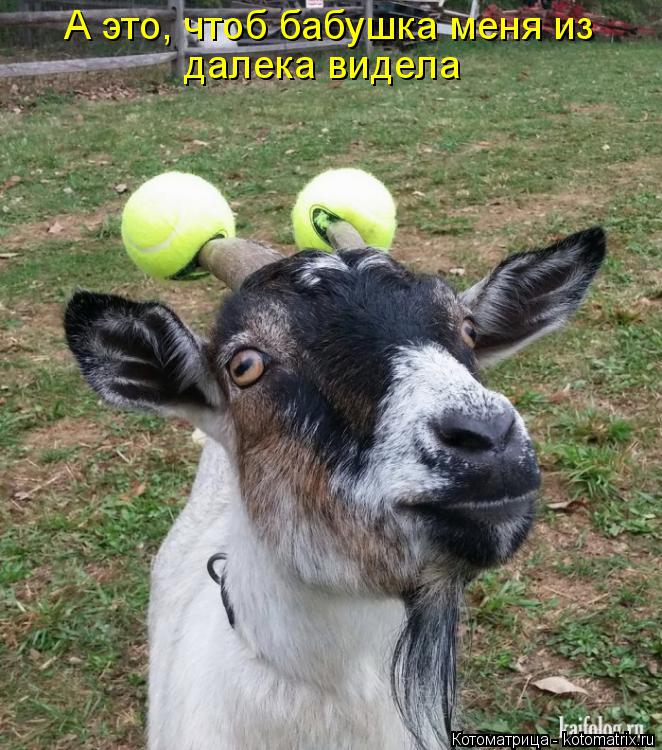 Котоматрица: А это, чтоб бабушка меня из далека видела