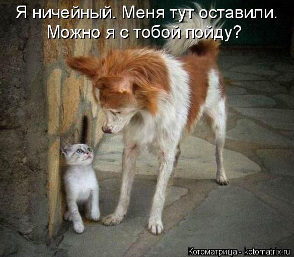 Котоматрица: Я ничейный. Меня тут оставили. Можно я с тобой пойду?