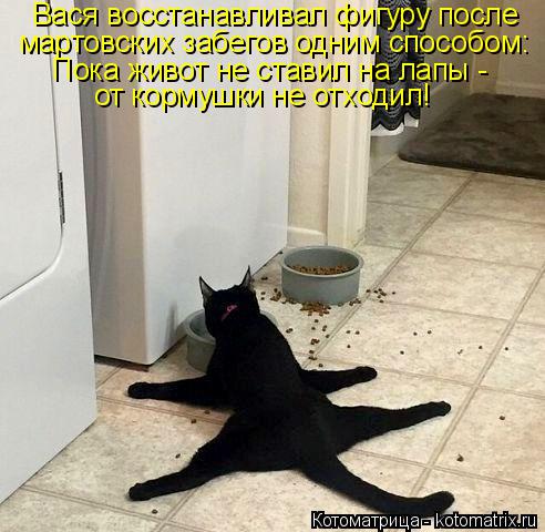 Котоматрица: Вася восстанавливал фигуру после мартовских забегов одним способом: Пока живот не ставил на лапы - от кормушки не отходил!