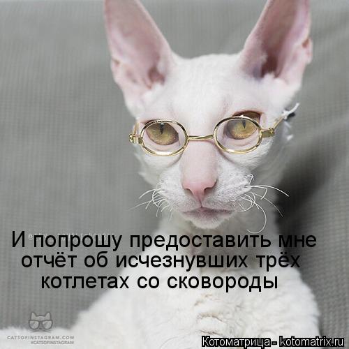 Котоматрица: И попрошу предоставить мне отчёт об исчезнувших трёх котлетах со сковороды