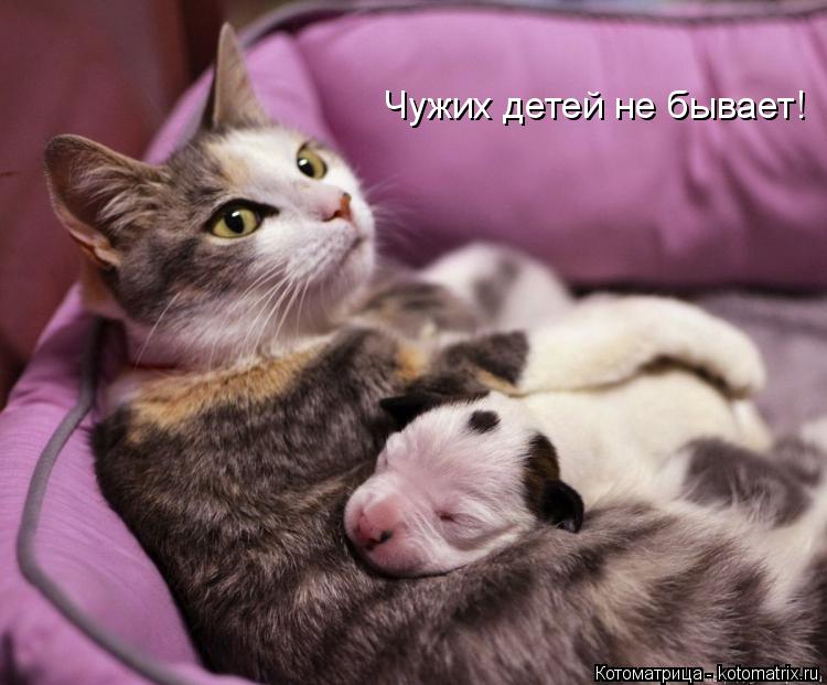 Котоматрица: Чужих детей не бывает!