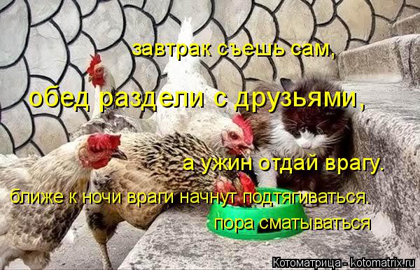 Котоматрица: обед раздели с друзьями, завтрак съешь сам, а ужин отдай врагу. ближе к ночи враги начнут подтягиваться. пора сматываться