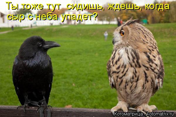Котоматрица: Ты тоже тут  сидишь, ждешь, когда сыр с неба упадет?