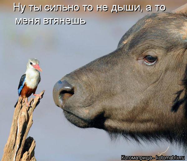 Котоматрица: Ну ты сильно то не дыши, а то меня втянешь