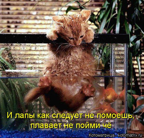 Котоматрица: И лапы как следует не помоешь, плавает не пойми чё
