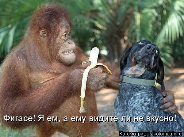 Котоматрица: Фигасе! Я ем, а ему видите ли не вкусно!