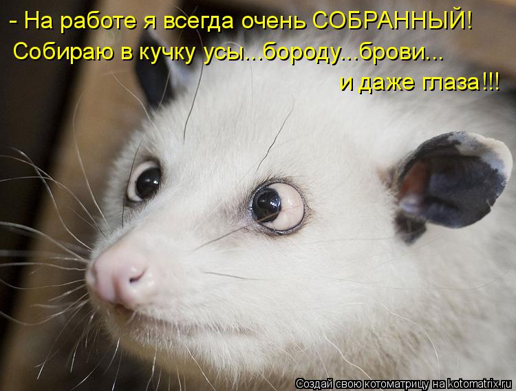 Котоматрица: - На работе я всегда очень СОБРАННЫЙ! Собираю в кучку усы...бороду...брови... и даже глаза!!!
