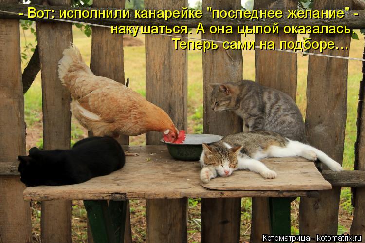 Котоматрица: - Вот: исполнили канарейке "последнее желание" - накушаться. А она цыпой оказалась. Теперь сами на подборе…