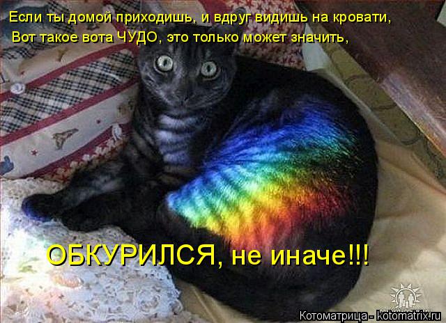 Котоматрица: Если ты домой приходишь, и вдруг видишь на кровати,  Вот такое вота ЧУДО, это только может значить, ОБКУРИЛСЯ, не иначе!!!