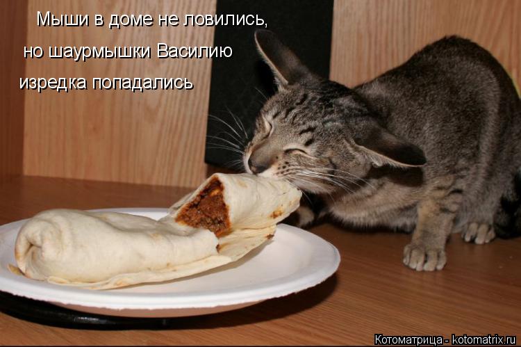Мыши в доме не ловились, но шаурмышки Василию изредка попадались... Котоматрица: Мыши в доме не ловились, но шаурмышки Василию изредка попадались