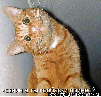 Котоматрица: хозяин а ты колбаски принес?!