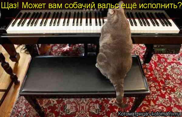 Котоматрица: Щаз! Может вам собачий вальс ещё исполнить?